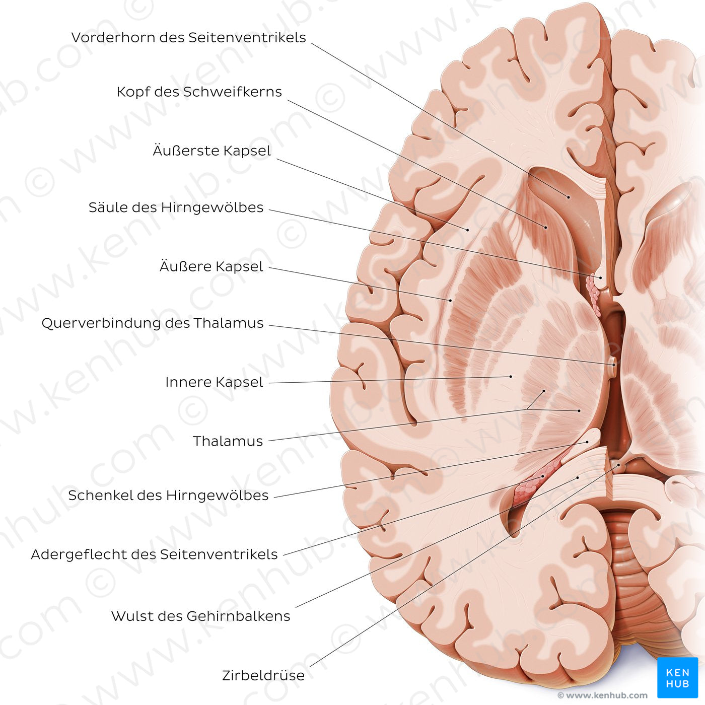 Horizontal section of the brain: Section A (German)