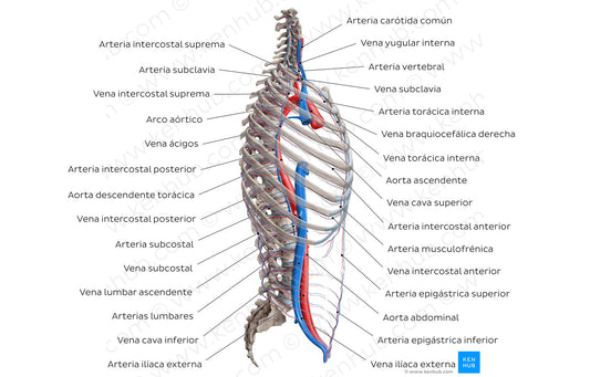 Arteries and veins of the back: Lateral view (Spanish)