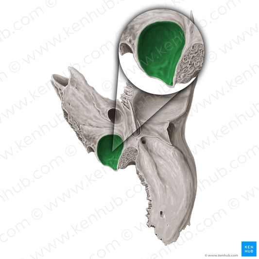 Jugular fossa of temporal bone (#3861)