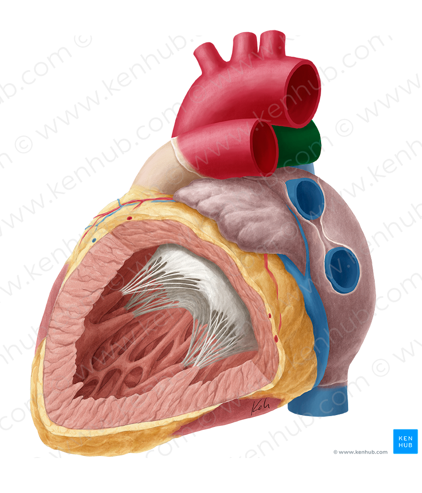 Right pulmonary artery (#1685)