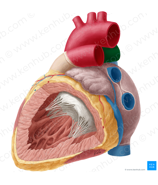 Right pulmonary artery (#1685)