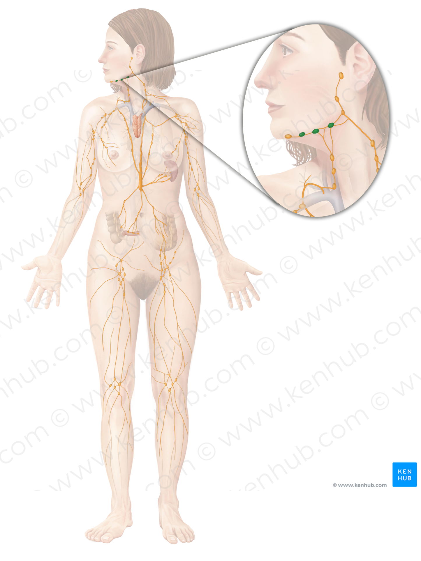 Submandibular lymph nodes (#6943)