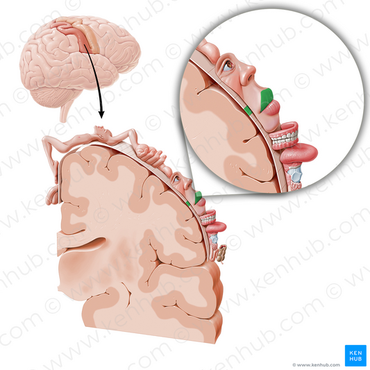 Sensory cortex of upper lip (#11066)