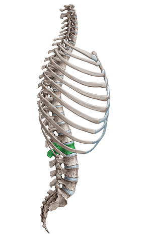 Vertebra L2 (#18084)