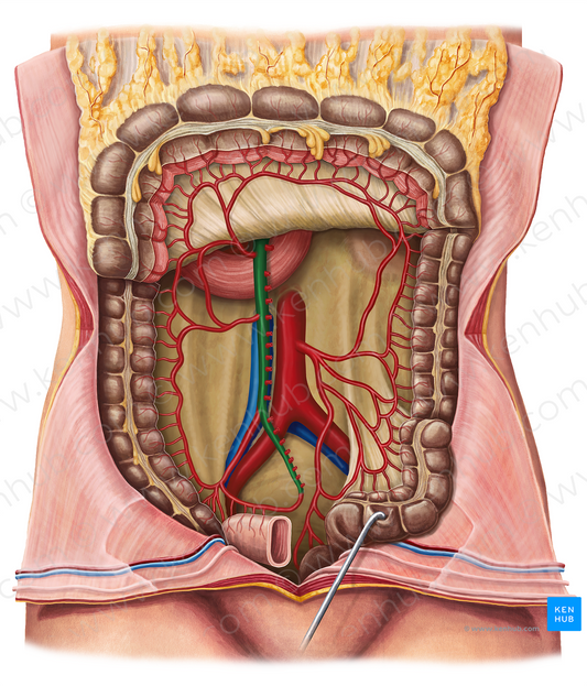 Superior mesenteric artery (#1531)
