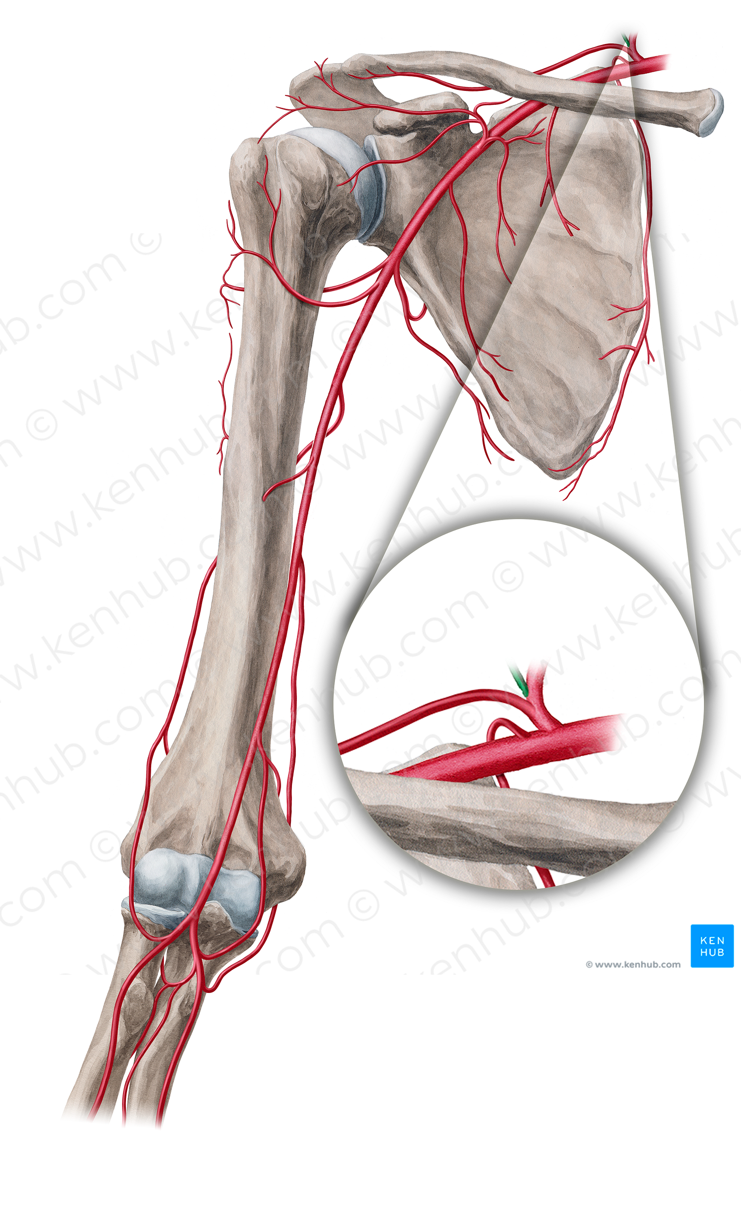 Transverse cervical artery (#18864)