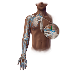 Internal jugular vein (#19439)