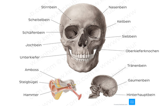 Main bones of the head (German)