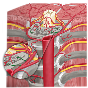 Precentral branch of dorsal branch of posterior intercostal artery (#21644)