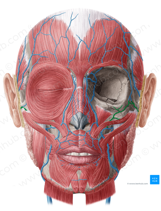 Transverse facial vein (#10661)