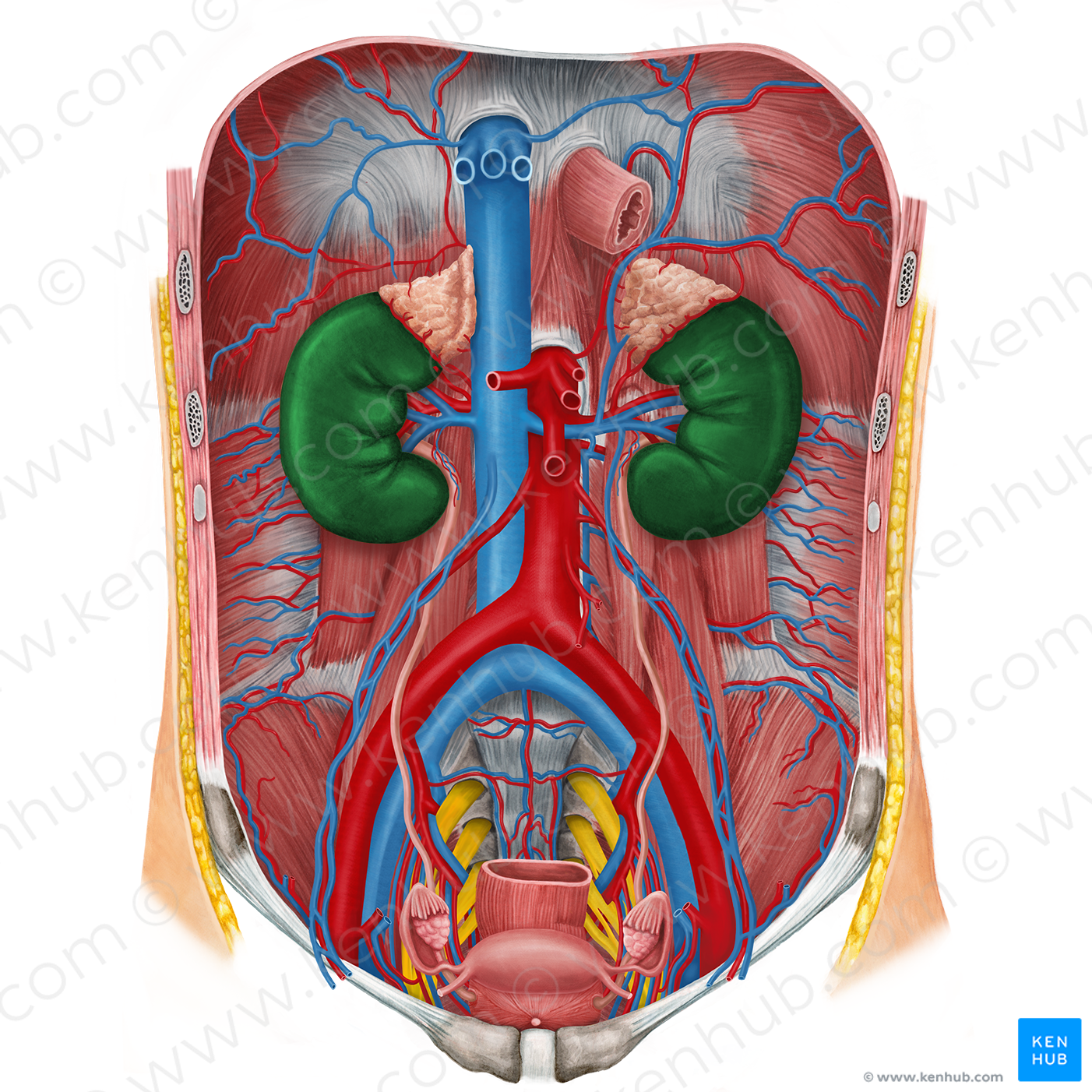 Kidney (#8907)