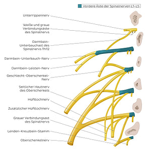 Lumbar plexus (German)