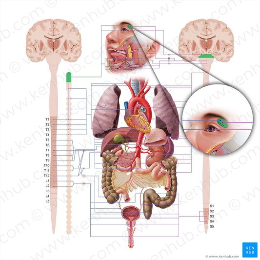 Lacrimal gland (#18569)