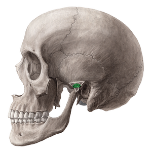 Temporomandibular joint (#2095)
