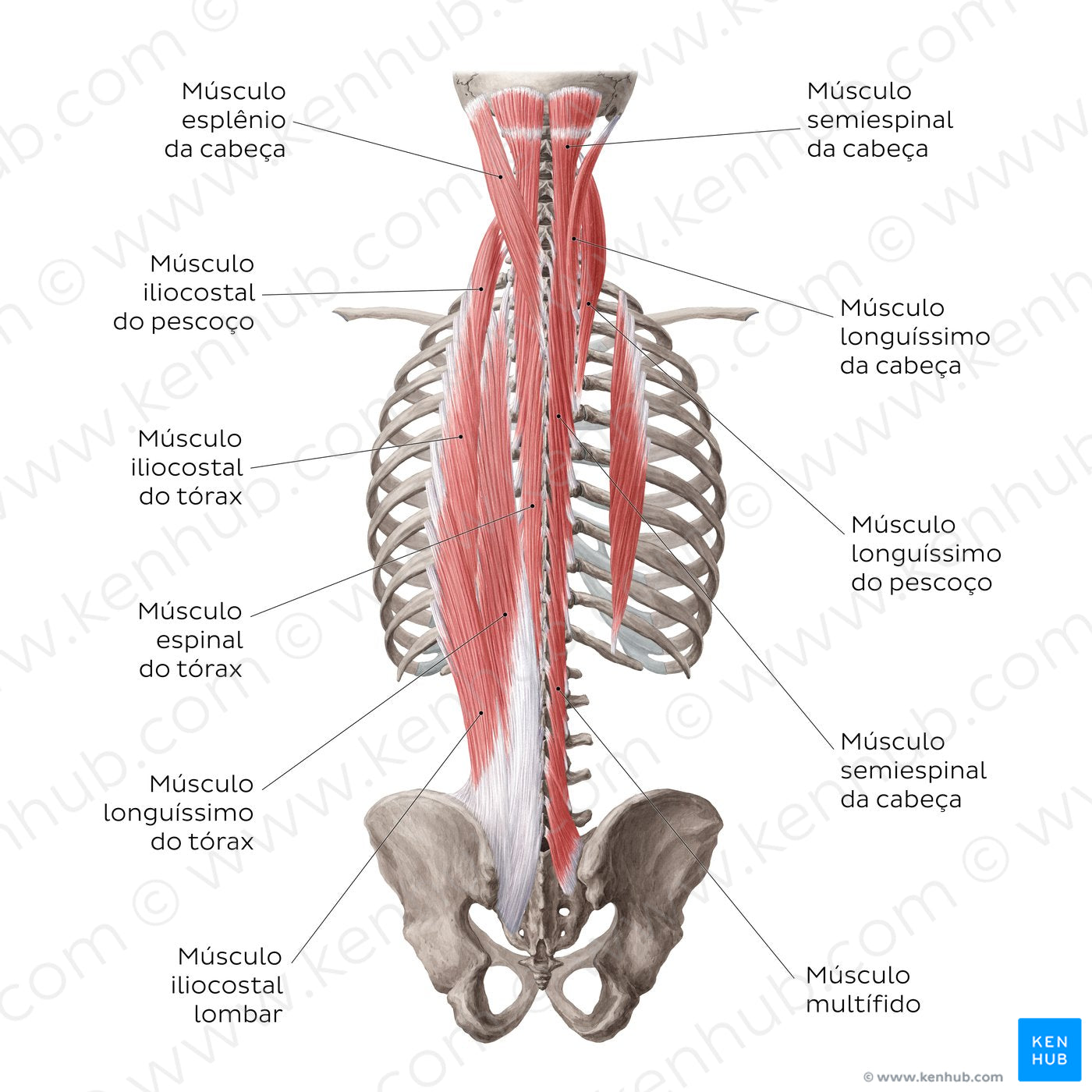 Superficial and intermediate deep back muscles (Portuguese)