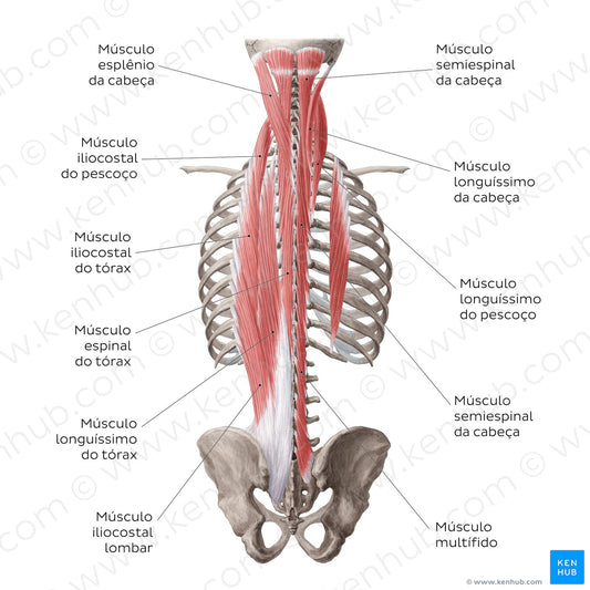 Superficial and intermediate deep back muscles (Portuguese)