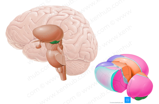 Metathalamus (#16169)