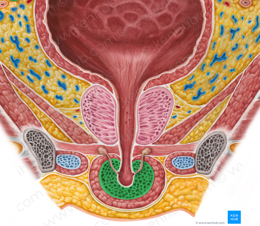 Corpus spongiosum of penis (#2996)