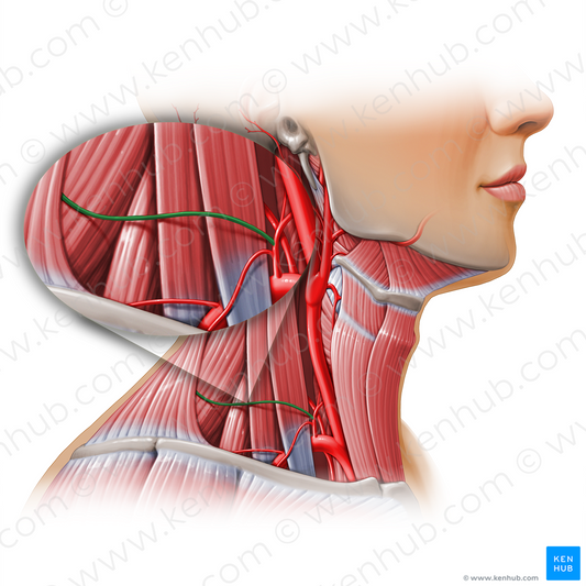 Transverse cervical artery (#11161)