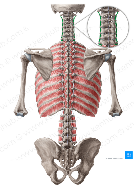 Posterior intertransversarii colli muscles (#19010)