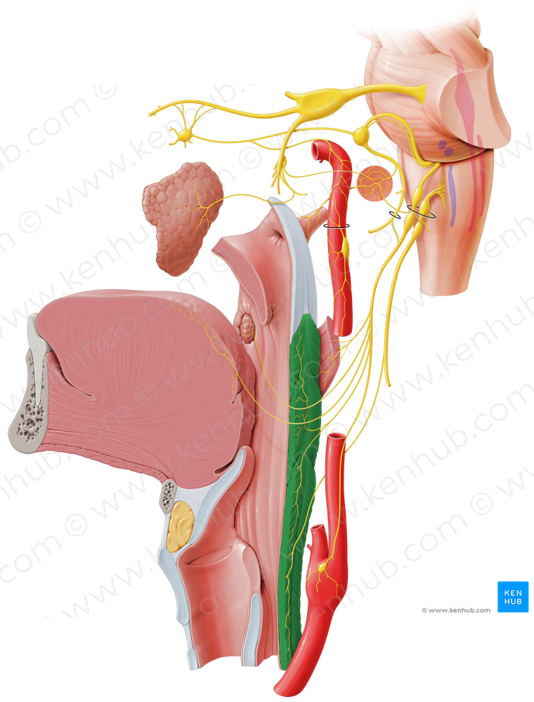 Pharyngeal constrictor muscle (#5256)