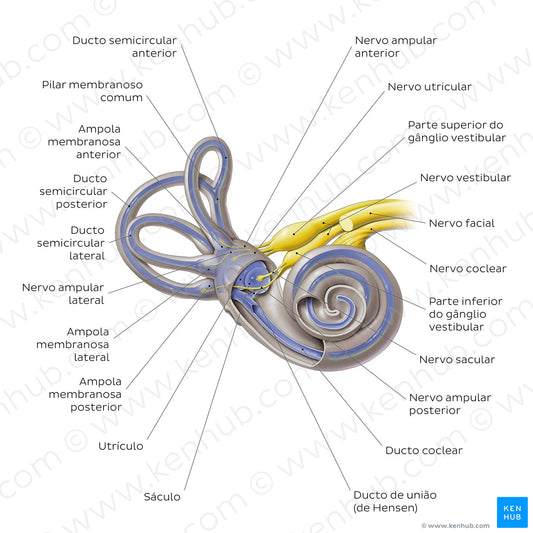 Membranous labyrinth (Portuguese)