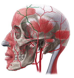 Frontal branch of superficial temporal artery (#20493)
