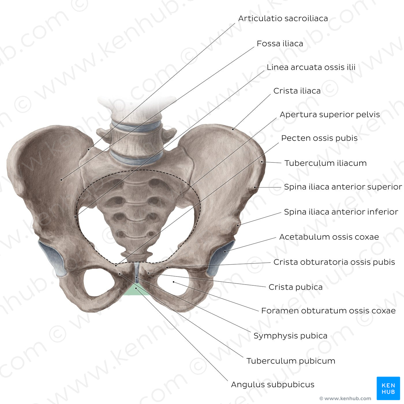 Bony pelvis (anterior view) (Latin)