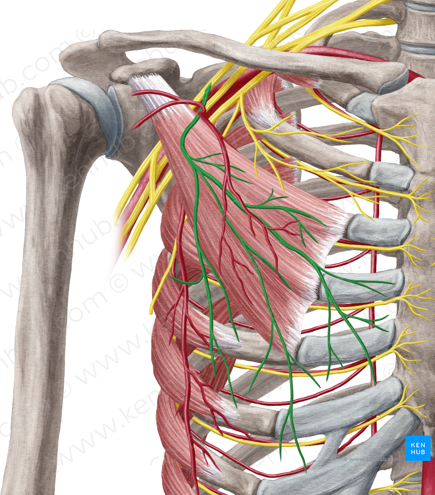 Lateral pectoral nerve (#6651)