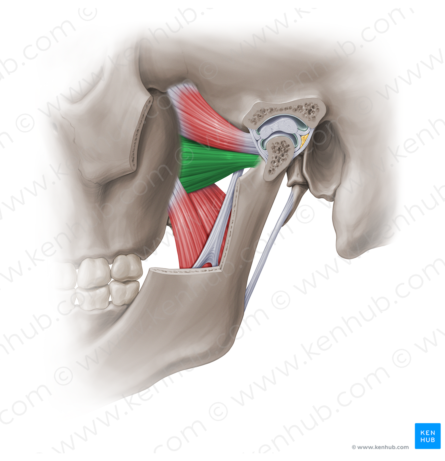 Inferior head of lateral pterygoid muscle (#18855)