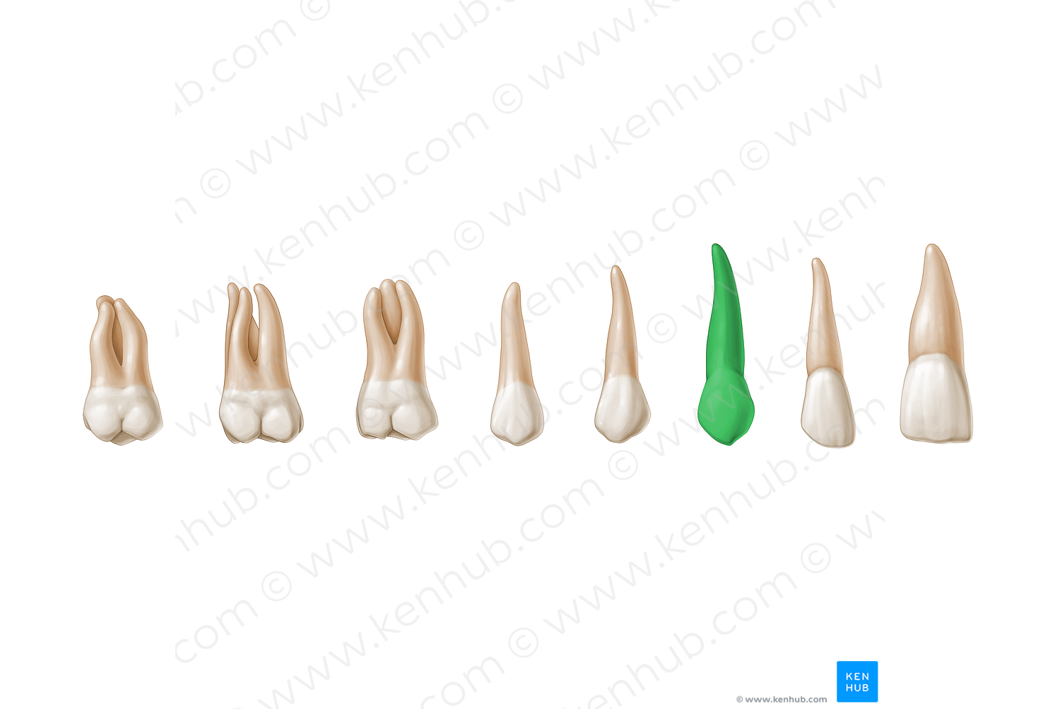 Canine tooth (#3194)