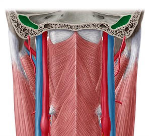 Superior bulb of internal jugular vein (#2256)
