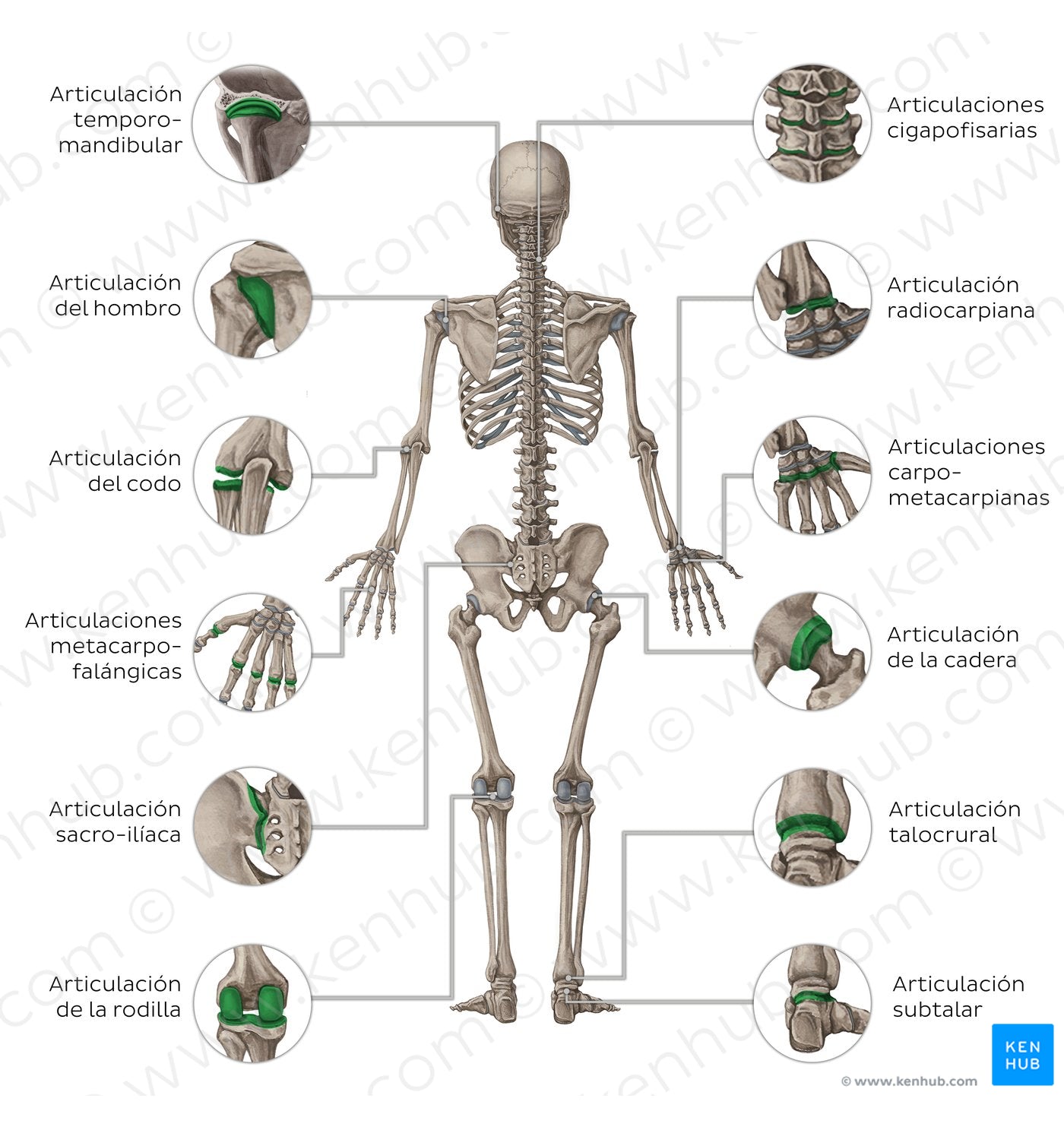 Main joints - posterior (Spanish)