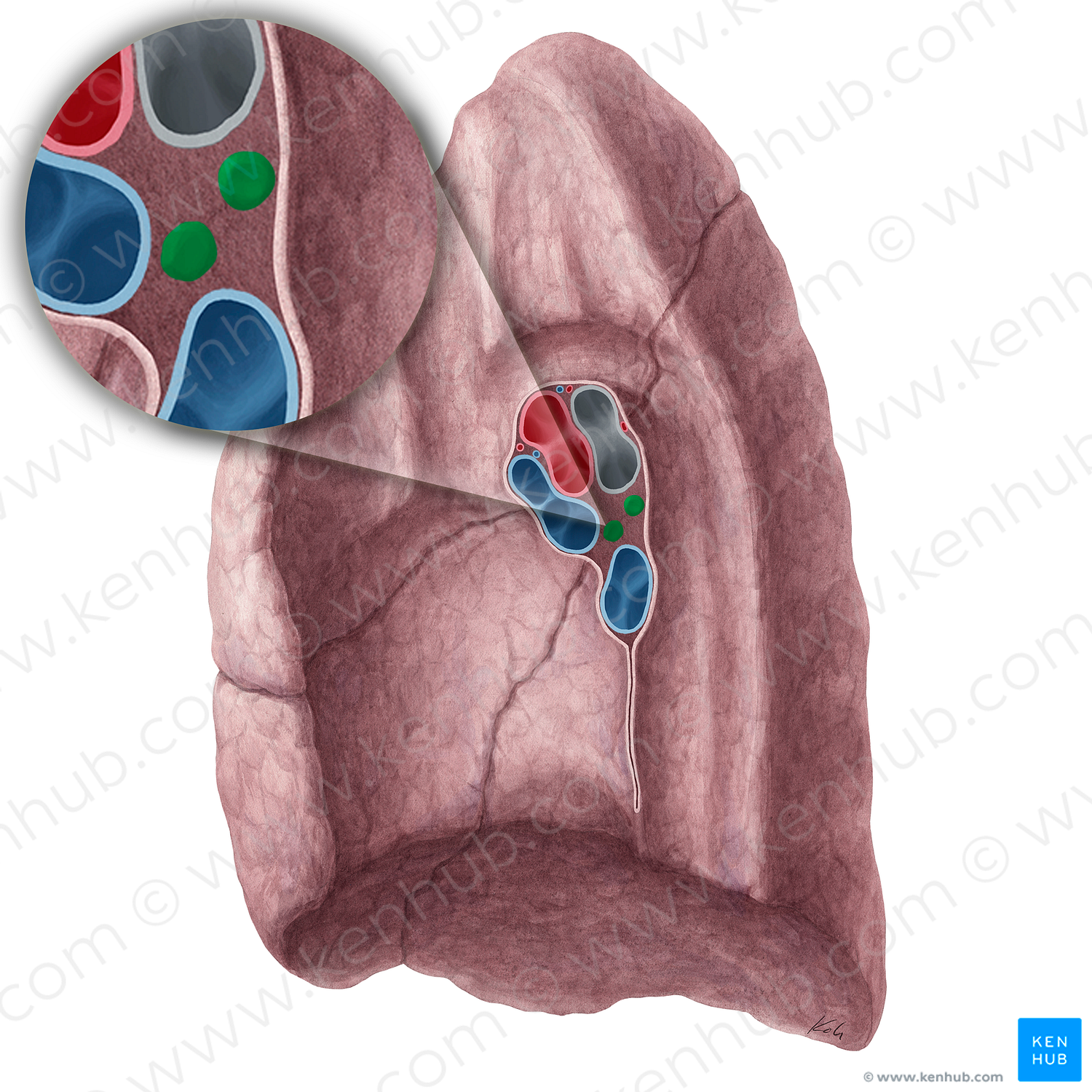 Bronchopulmonary lymph nodes (#21483)