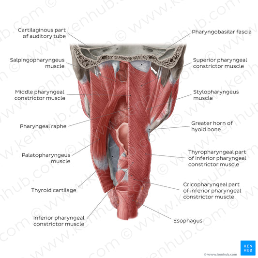 Muscles of the pharynx (English)