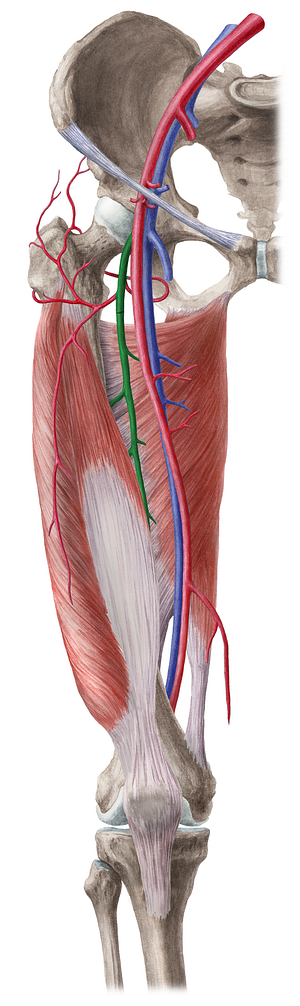 Deep femoral artery (#1651)