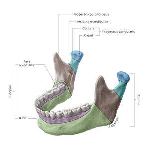 Mandible (Parts) (Latin)