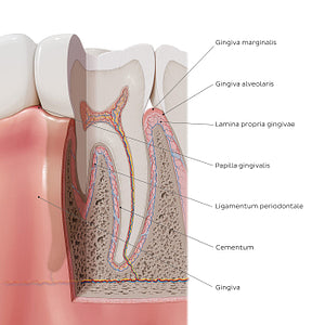 Tooth: Supporting structures (Latin)