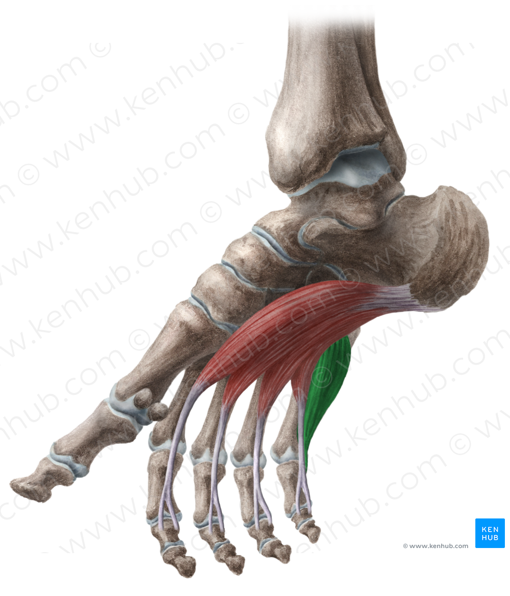 Flexor digiti minimi brevis muscle of foot (#5360)