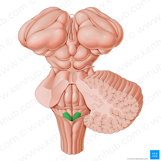 Vagal trigone (#9558)