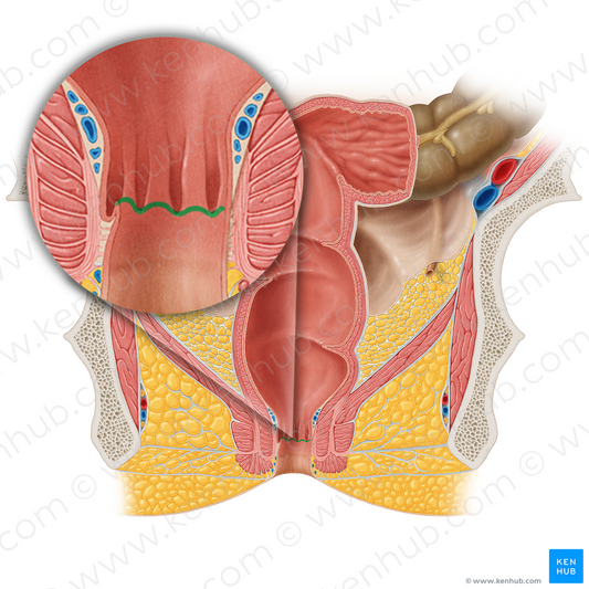 Pectinate line (#20529)