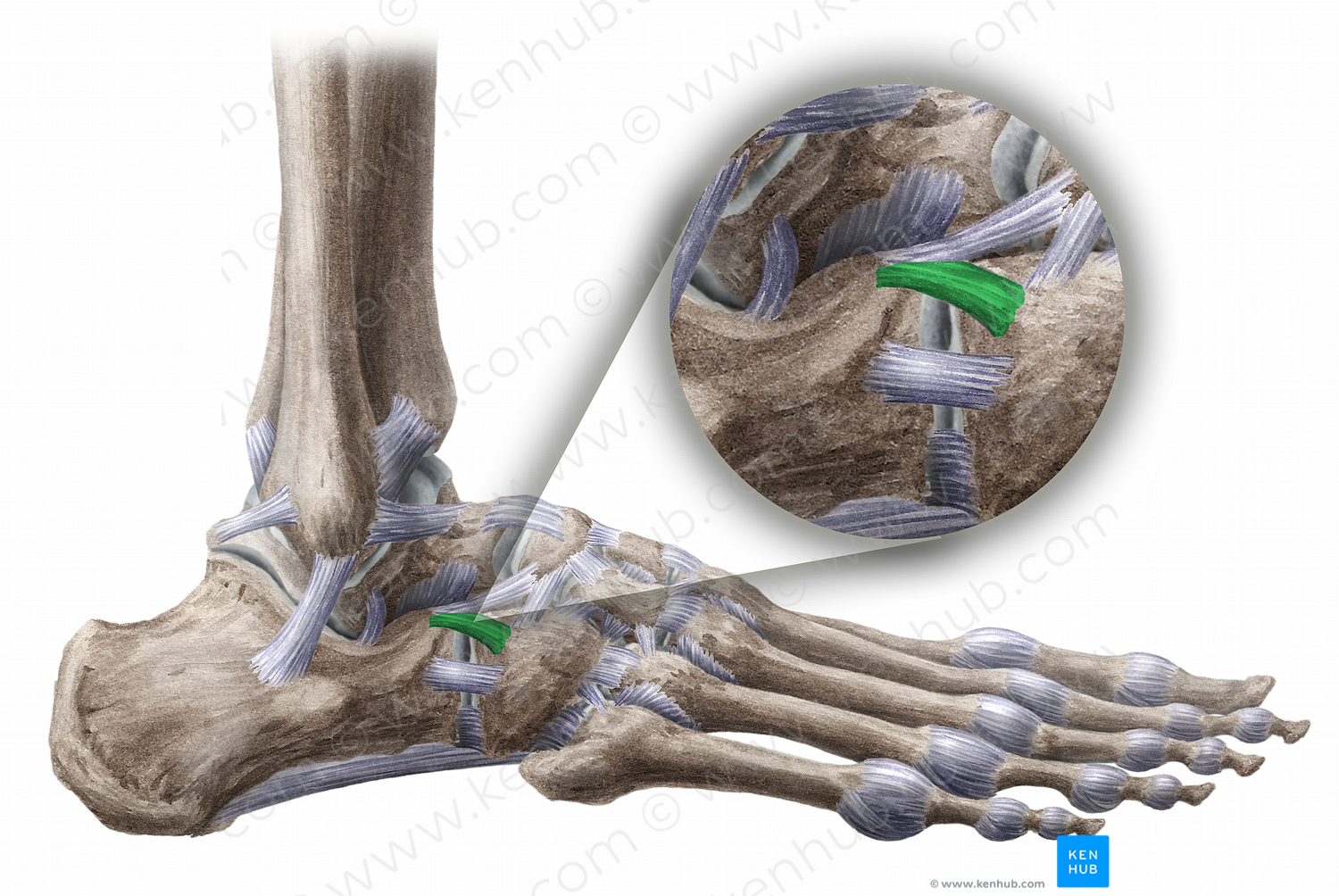 Calcaneocuboid ligament (#11471)