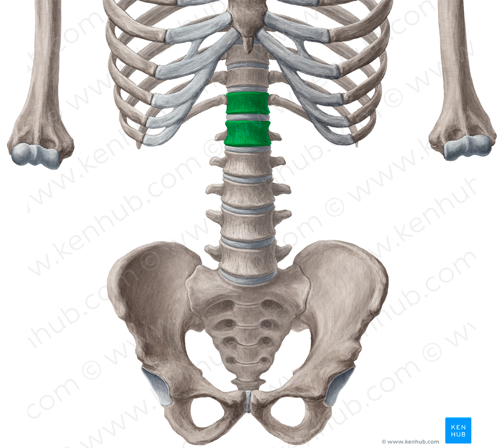 Bodies of vertebrae T12-L1 (#3024)