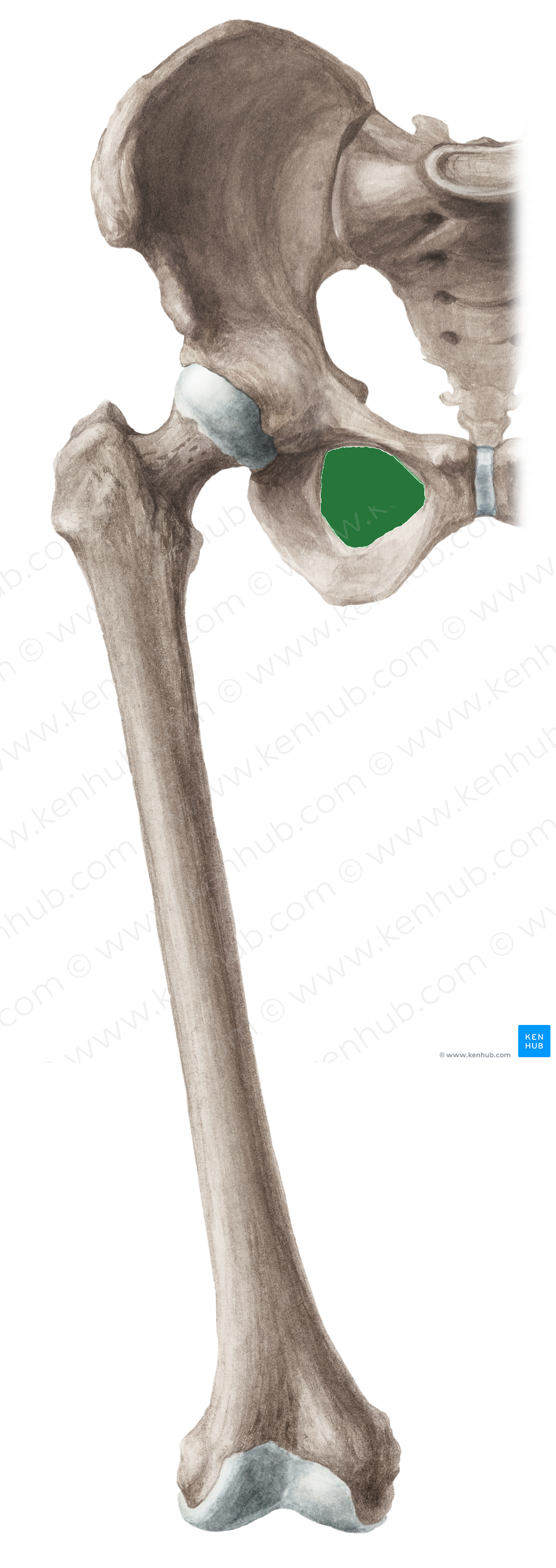 Obturator foramen of hip bone (#3780)