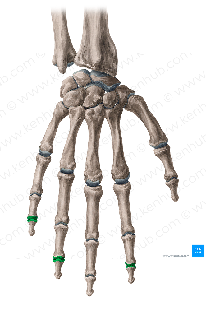 Distal interphalangeal joints of 2nd, 4th & 5th fingers (#2039)