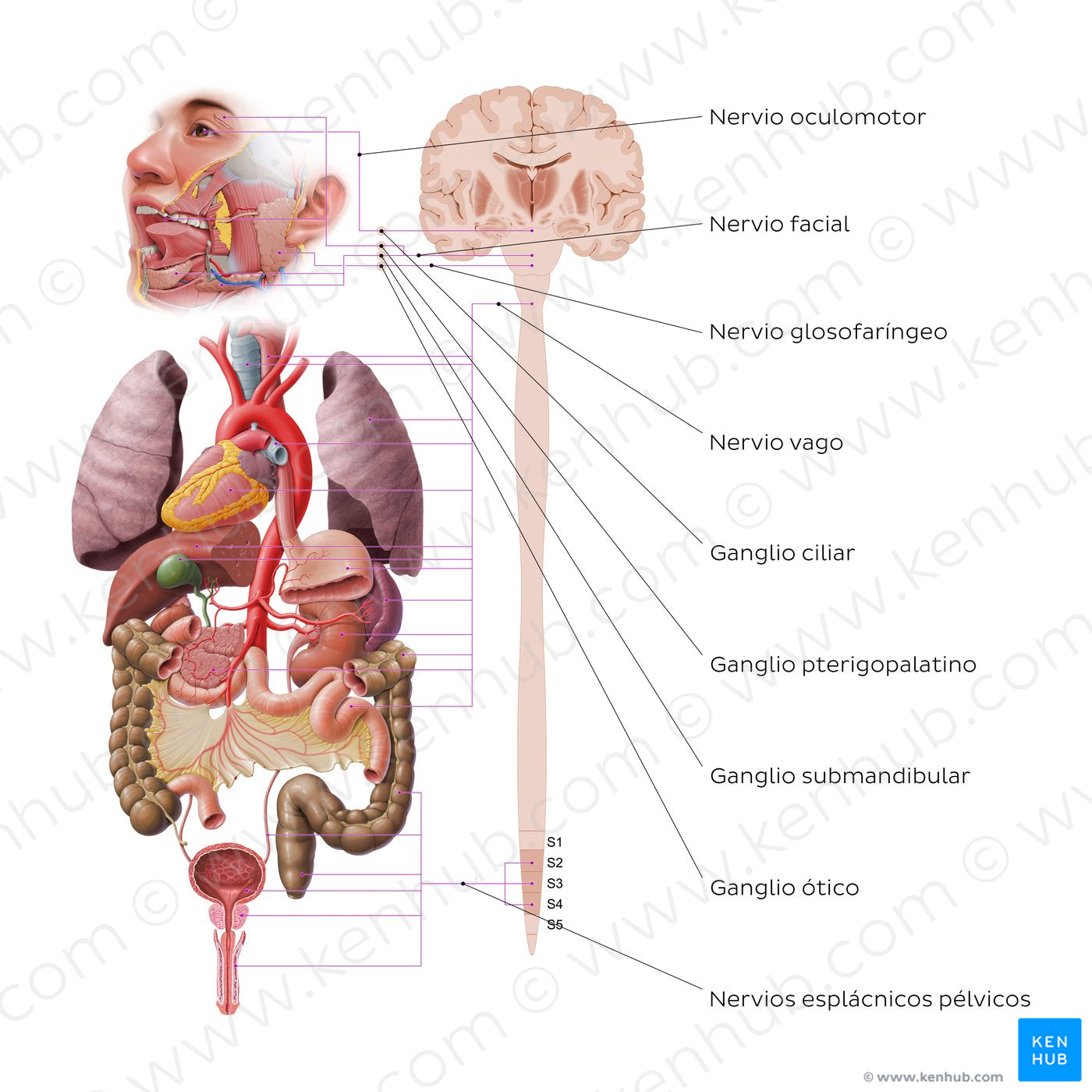 Autonomic nervous system - parasympathetic nervous system (Spanish ...