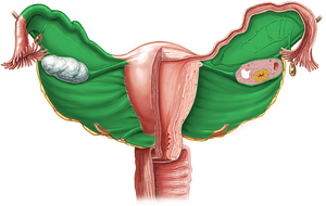 Broad ligament of uterus (#4567)