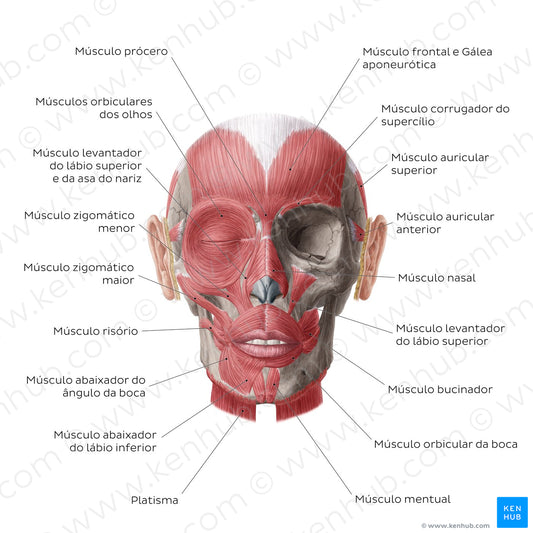 Muscles of facial expression (Portuguese)