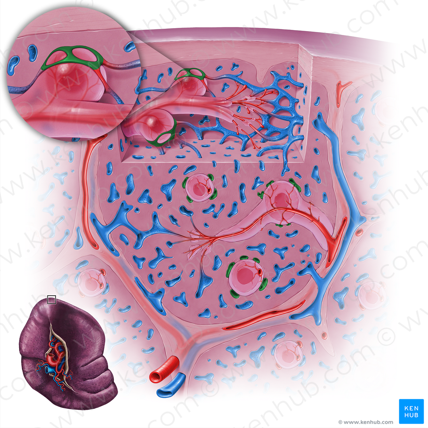 Marginal zone sinus (#18132)