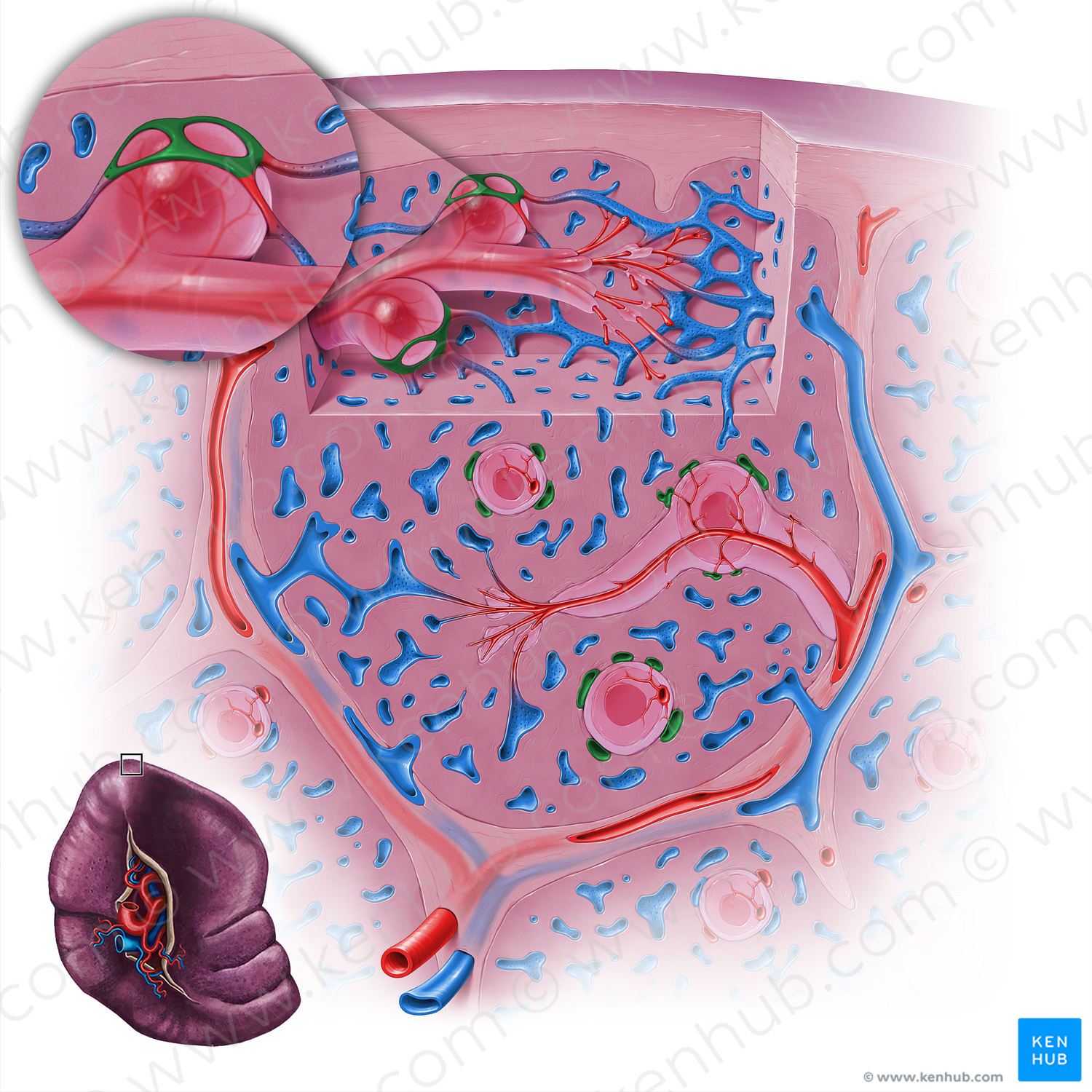 Marginal zone sinus (#18132)